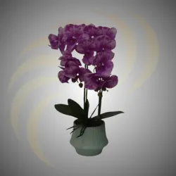Orquidea