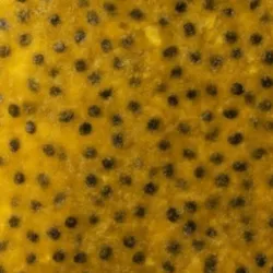 Pulpa de Maracuyá en Helados