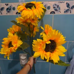 Girasoles