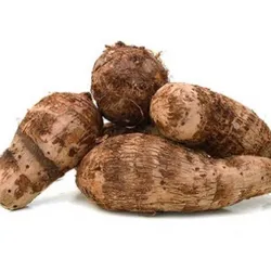 Malanga