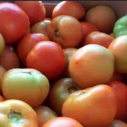 Tomate