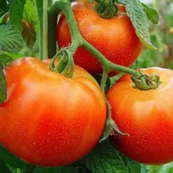 5lb de Tomate