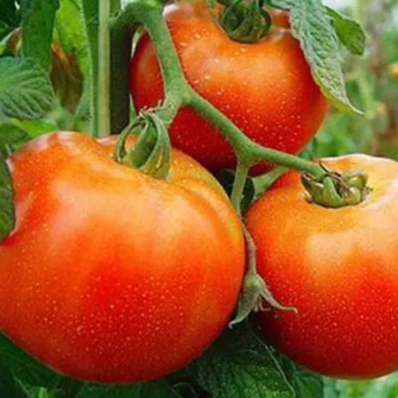 5lb de Tomate