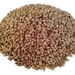 Frijoles bayos