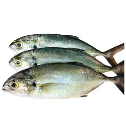 Cojinua