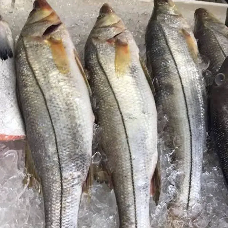Filete de robalo