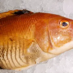 Pargo ( perro)