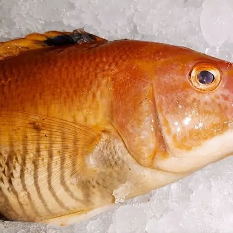 Pargo ( perro)