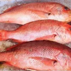 Pargo
