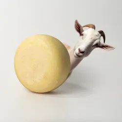 Queso Semiduro de Cabra