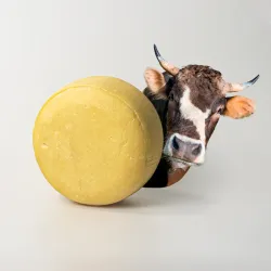 Queso Semiduro 