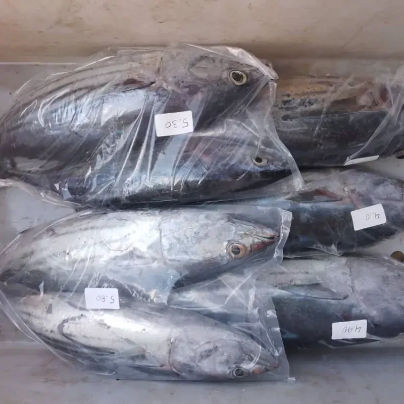 Bonito entero 3.90 lb
