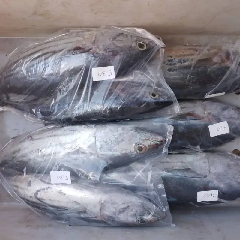 Bonito entero 5.45 lb