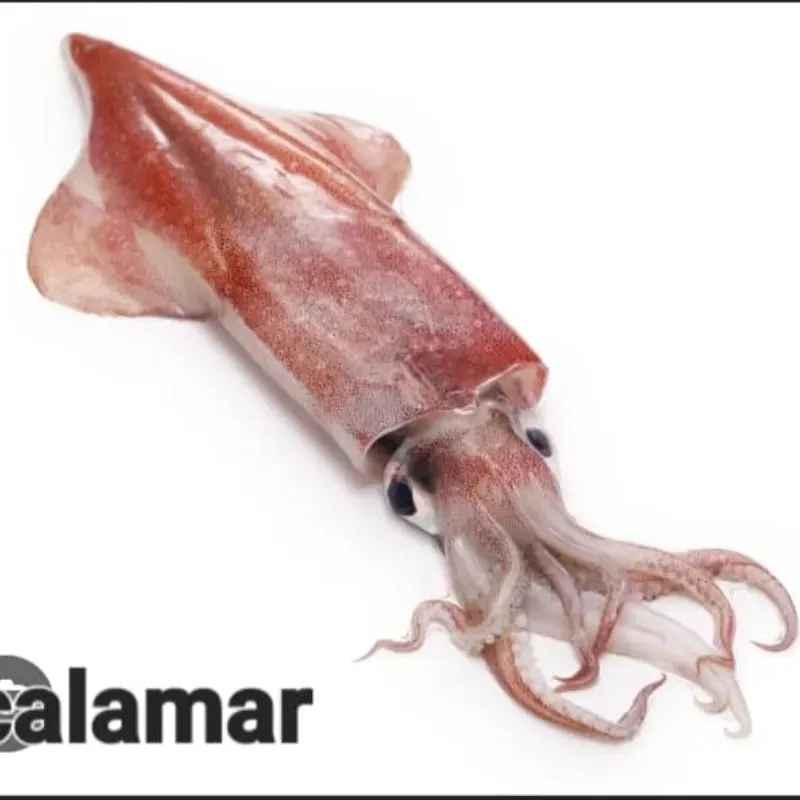 Calamar 1.50lb 