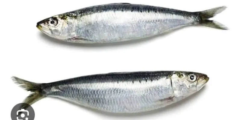 Sardinas 2lb