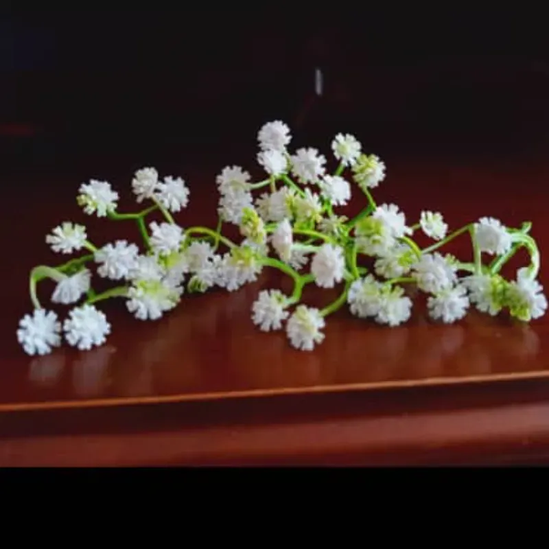 Forecitas