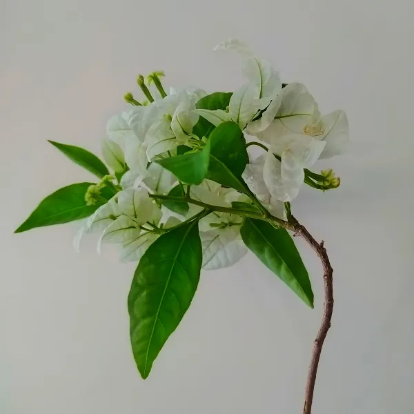 Verda 🍃
📍 La Habana 

Creamos productos naturales y artesanales, para que te consientas, cuides y vivas en armonía con tu cuerpo.

Velamos por las energías, y cada uno de nuestros productos; elaborados de manera única y totalmente manual; van llenos de las mejores energías y una luz.