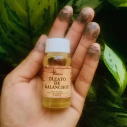 🌿 Oleato de Kalanchoe