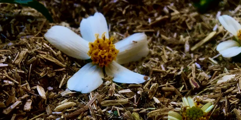 🌼 Té artesanal de romerillo