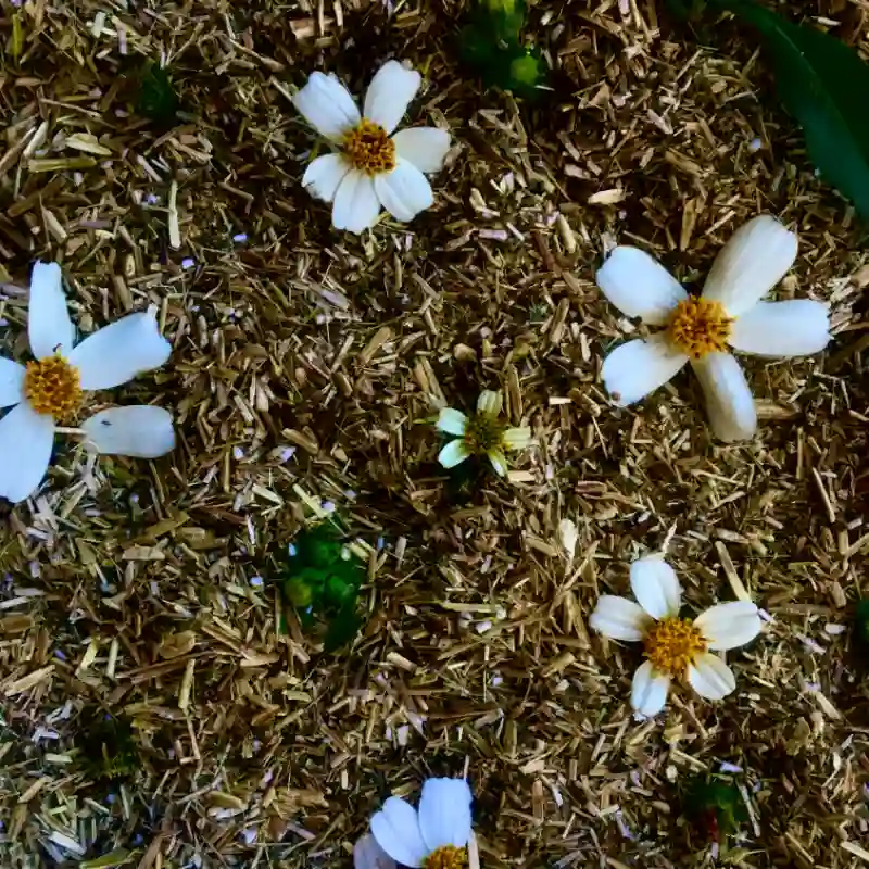 🌼 Té artesanal de romerillo