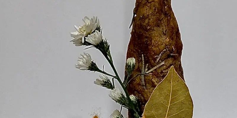 Velas de miel