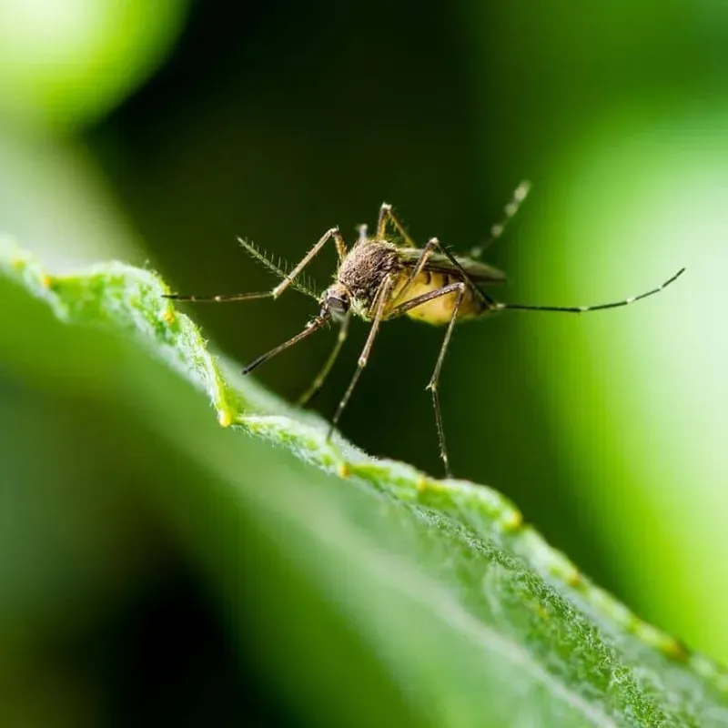 Repelente para mosquitos 🦟