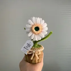 Maceta de gerbera