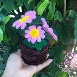 Maceta de margaritas