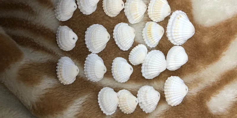 Conchas seminaturales 