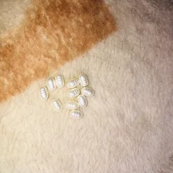 Imitación de perlas de agua dulce