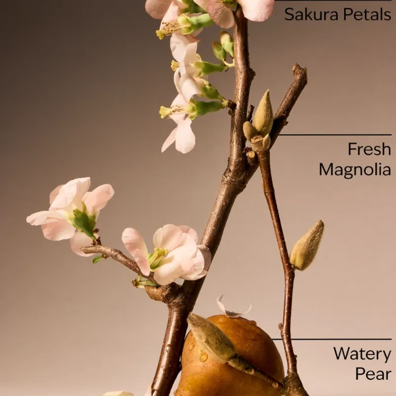Cherry Blossom