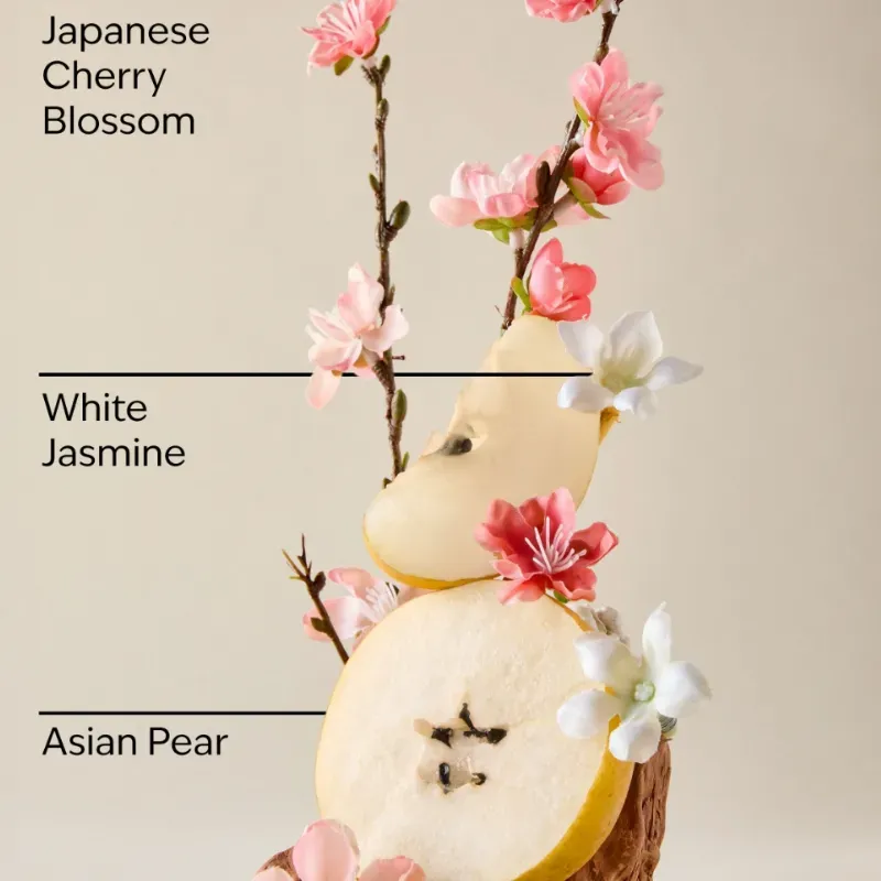 Japanese Cherry Blossom