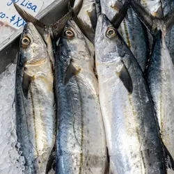 Pescado de mar
