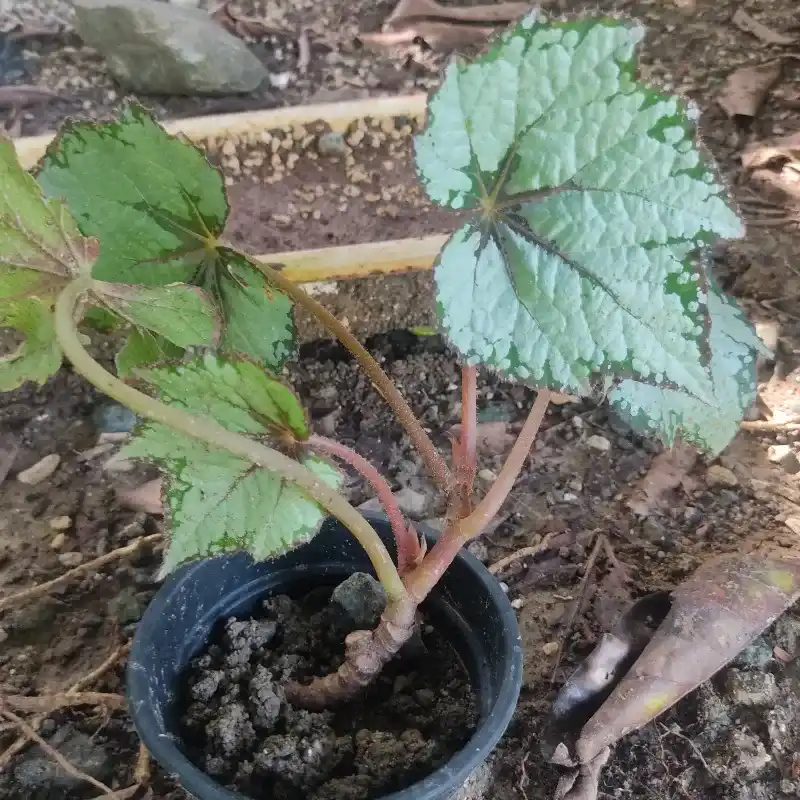 Begonia plateada sembrada 