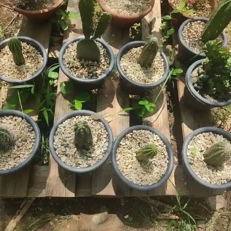 Cactus sembrados 