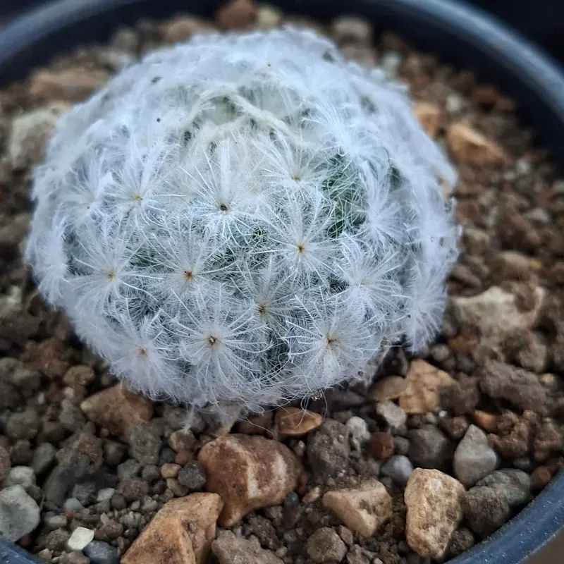 Mammillaria plumosa