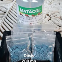 Matacaracol