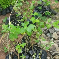 Posturas de Menta Americana 