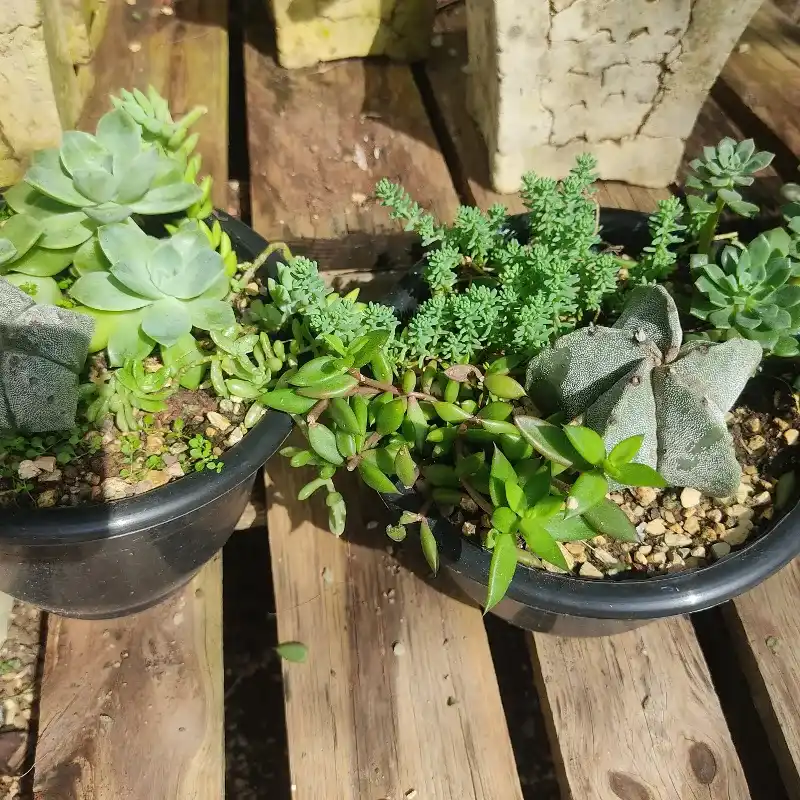 Rocalla con Cactus Astrofitum 