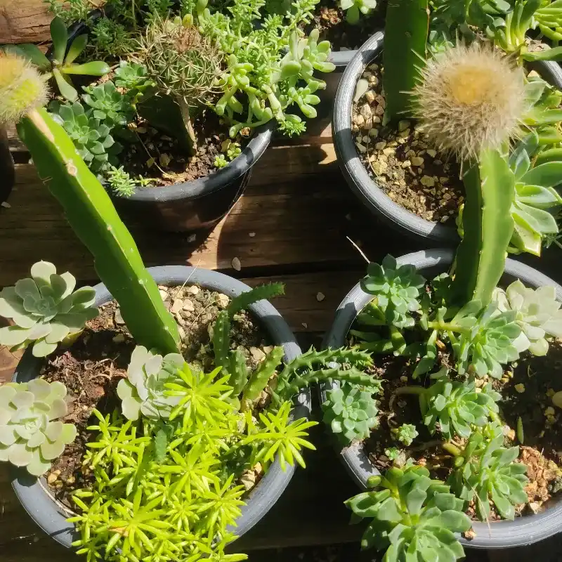 Rocalla con cactus Injertado
