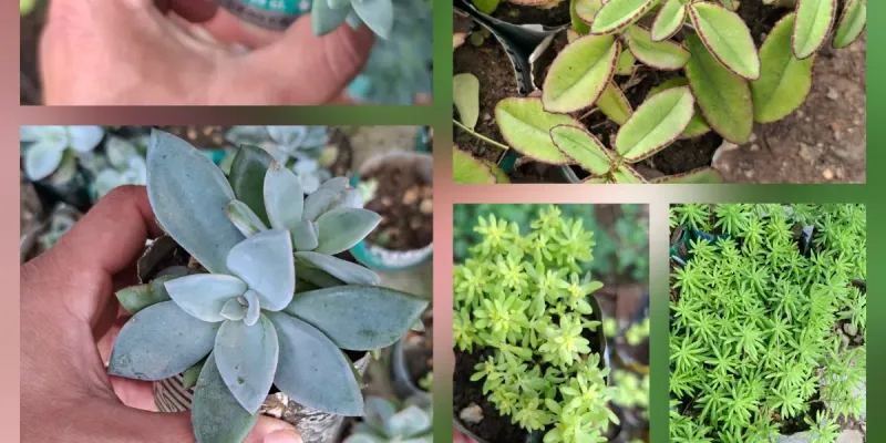 Suculentas en laticas 