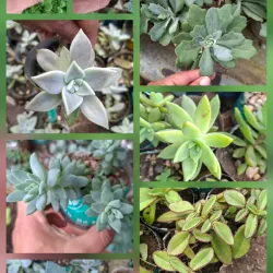 Suculentas en laticas 