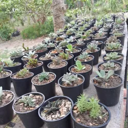 Suculentas sembradas 
