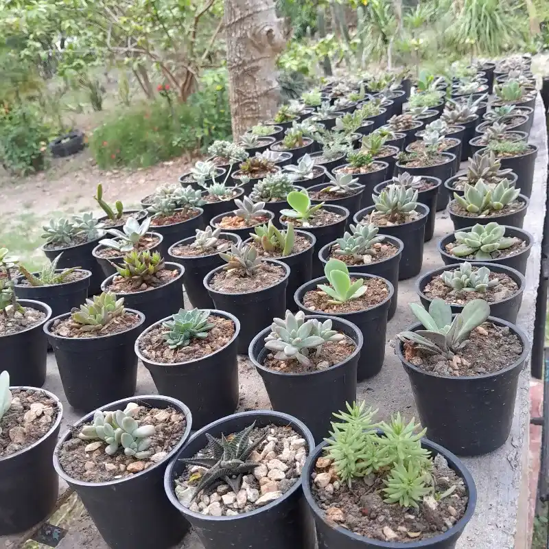 Suculentas sembradas 