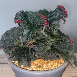 Begonia hoja de caracol