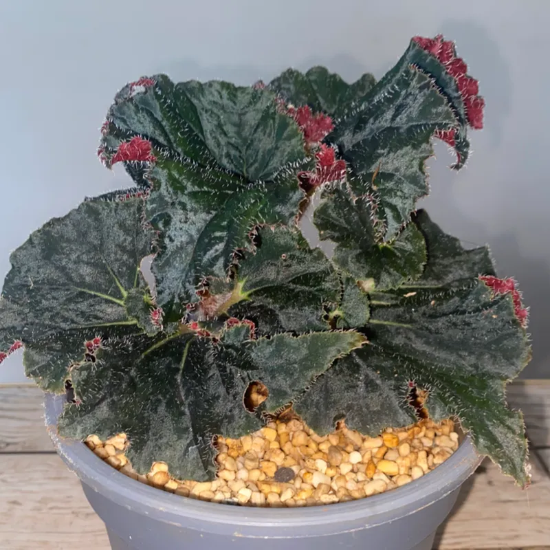 Begonia hoja de caracol