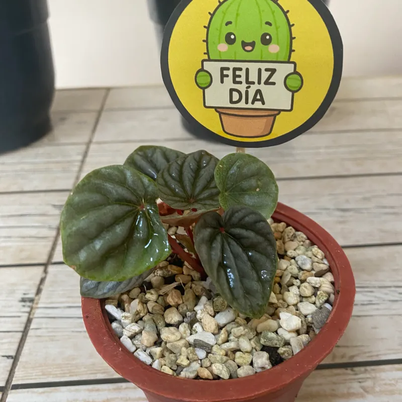 Meloncito