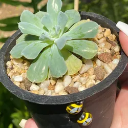 Suculenta
