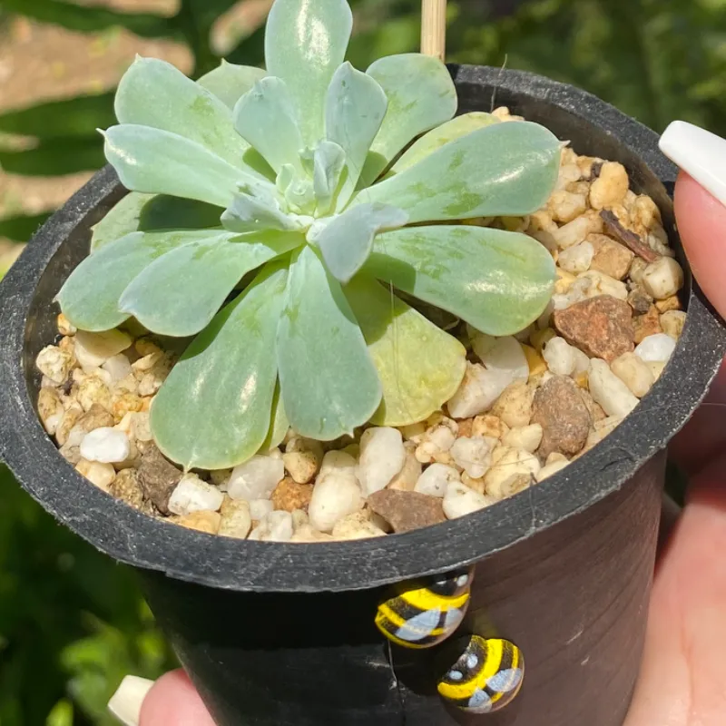 Suculenta