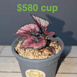 Begonia 